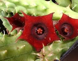 Huernia rouge